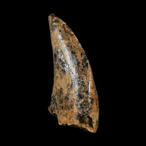 0.7" Nanotyrannus Tyrannosaurus Fossil Tooth Dinosaur Lance Creek FM WY COA - Fossil Age Minerals