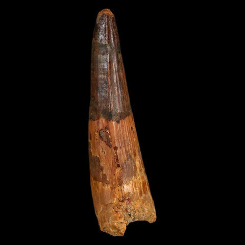 XL 3.8" Spinosaurus Fossil Tooth 100 Million Years Old Cretaceous Dinosaur COA - Fossil Age Minerals