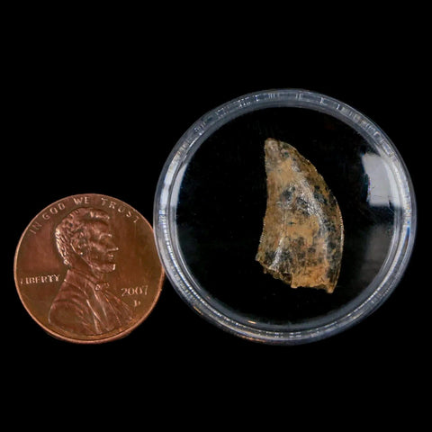 0.7" Nanotyrannus Tyrannosaurus Fossil Tooth Dinosaur Lance Creek FM WY COA - Fossil Age Minerals