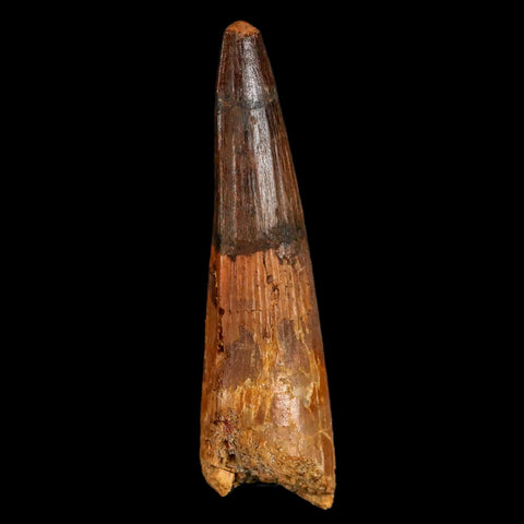 XL 3.8" Spinosaurus Fossil Tooth 100 Million Years Old Cretaceous Dinosaur COA - Fossil Age Minerals