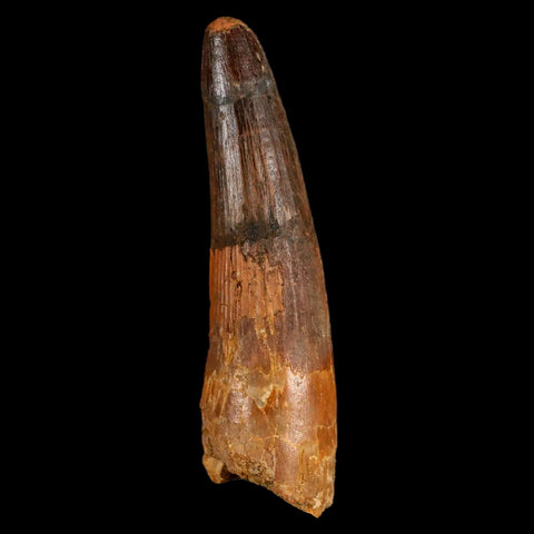 XL 3.8" Spinosaurus Fossil Tooth 100 Million Years Old Cretaceous Dinosaur COA - Fossil Age Minerals