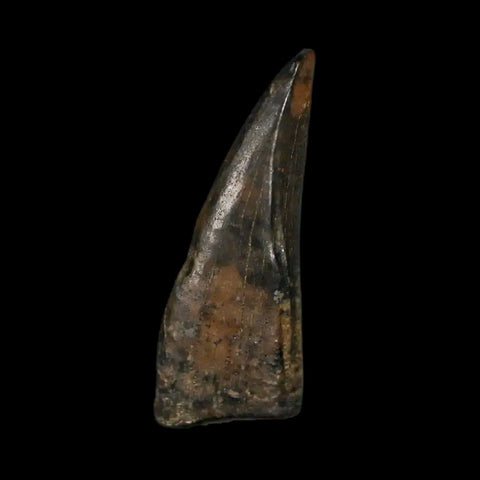 0.7" Tyrannosaur Fossil Premax Tooth Cretaceous Dinosaur Judith River FM MT COA - Fossil Age Minerals