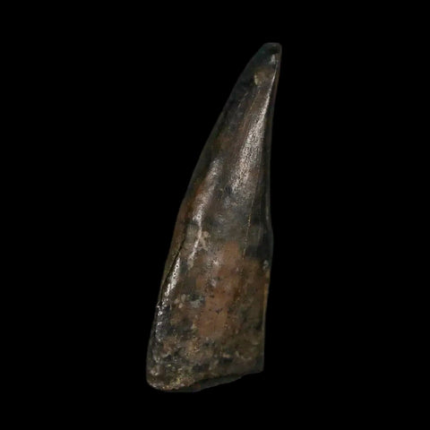 0.7" Tyrannosaur Fossil Premax Tooth Cretaceous Dinosaur Judith River FM MT COA - Fossil Age Minerals