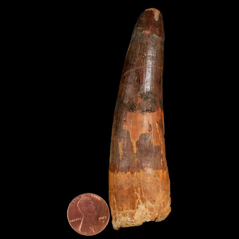 XL 3.8" Spinosaurus Fossil Tooth 100 Million Years Old Cretaceous Dinosaur COA - Fossil Age Minerals