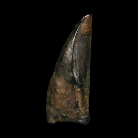 0.7" Tyrannosaur Fossil Premax Tooth Cretaceous Dinosaur Judith River FM MT COA - Fossil Age Minerals