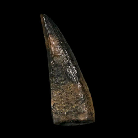 0.7" Tyrannosaur Fossil Premax Tooth Cretaceous Dinosaur Judith River FM MT COA - Fossil Age Minerals