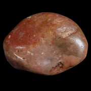 1.6" Sauropod Dinosaur Stomach Stone Gastrolith Rock Gizzard Stone COA