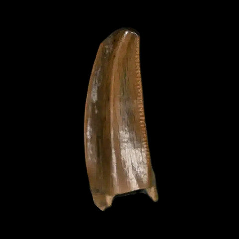 0.5" Tyrannosaur Fossil Premax Tooth Cretaceous Dinosaur Judith River FM MT COA - Fossil Age Minerals