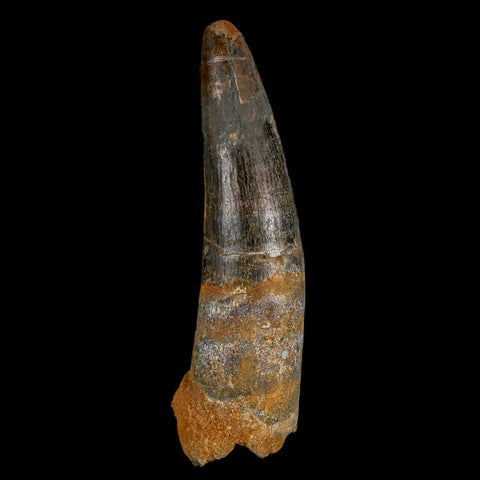 XXL 4" Spinosaurus Fossil Tooth 100 Million Years Old Cretaceous Dinosaur COA - Fossil Age Minerals