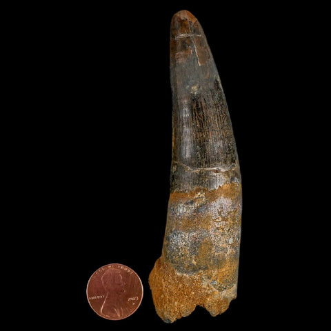 XXL 4" Spinosaurus Fossil Tooth 100 Million Years Old Cretaceous Dinosaur COA - Fossil Age Minerals