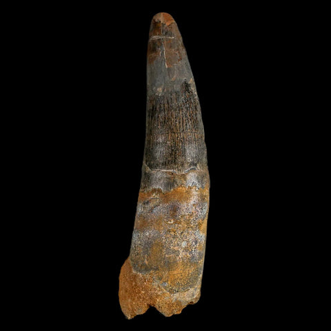 XXL 4" Spinosaurus Fossil Tooth 100 Million Years Old Cretaceous Dinosaur COA - Fossil Age Minerals