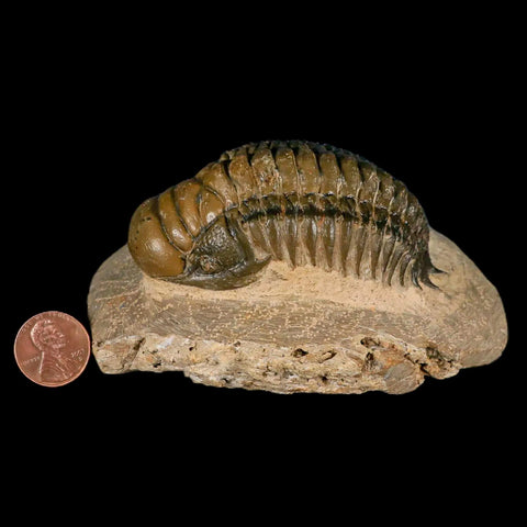 3.2" Crotalocephalus Gibbus Trilobite Fossil Morocco Devonian Age 400 Mil Yrs Old COA - Fossil Age Minerals