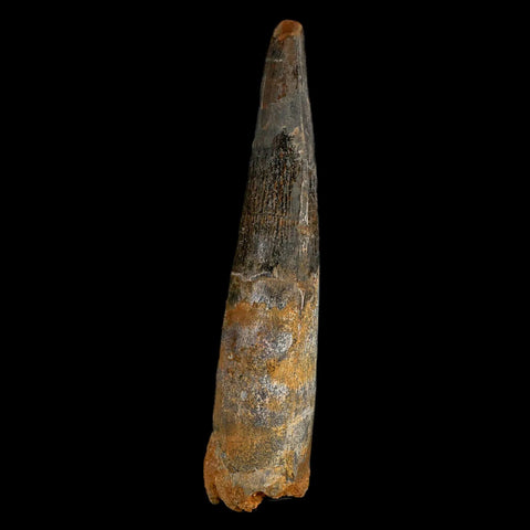 XXL 4" Spinosaurus Fossil Tooth 100 Million Years Old Cretaceous Dinosaur COA - Fossil Age Minerals