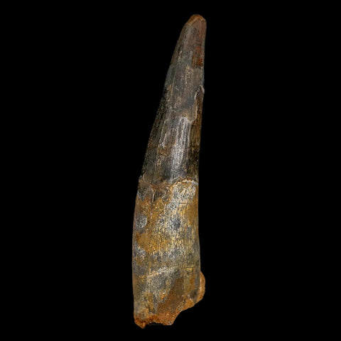 XXL 4" Spinosaurus Fossil Tooth 100 Million Years Old Cretaceous Dinosaur COA - Fossil Age Minerals