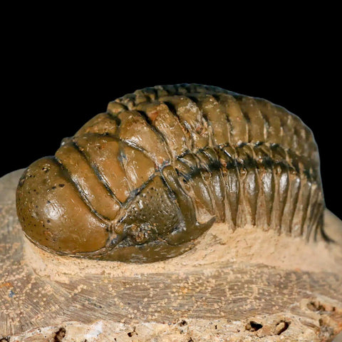 3.2" Crotalocephalus Gibbus Trilobite Fossil Morocco Devonian Age 400 Mil Yrs Old COA - Fossil Age Minerals