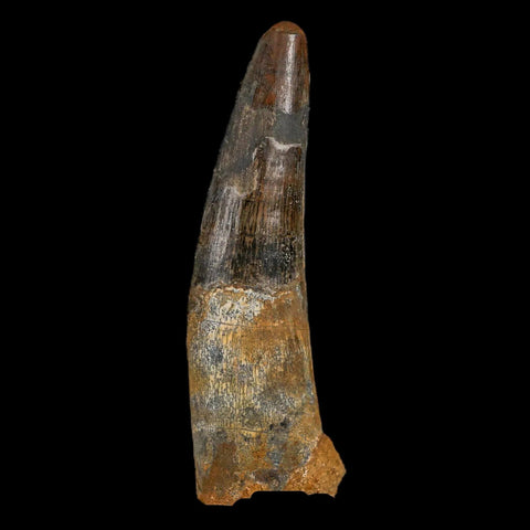 XXL 4" Spinosaurus Fossil Tooth 100 Million Years Old Cretaceous Dinosaur COA - Fossil Age Minerals