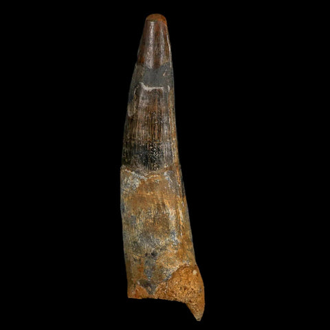 XXL 4" Spinosaurus Fossil Tooth 100 Million Years Old Cretaceous Dinosaur COA - Fossil Age Minerals