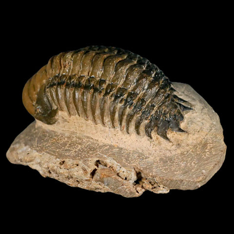 3.2" Crotalocephalus Gibbus Trilobite Fossil Morocco Devonian Age 400 Mil Yrs Old COA - Fossil Age Minerals