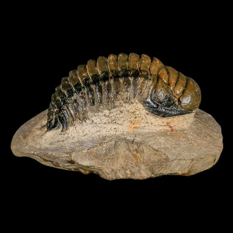 3.2" Crotalocephalus Gibbus Trilobite Fossil Morocco Devonian Age 400 Mil Yrs Old COA - Fossil Age Minerals