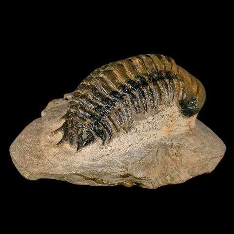 3.2" Crotalocephalus Gibbus Trilobite Fossil Morocco Devonian Age 400 Mil Yrs Old COA - Fossil Age Minerals