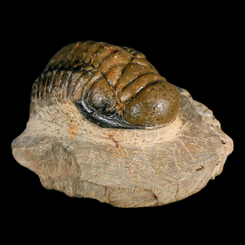 3.2" Crotalocephalus Gibbus Trilobite Fossil Morocco Devonian Age 400 Mil Yrs Old COA - Fossil Age Minerals