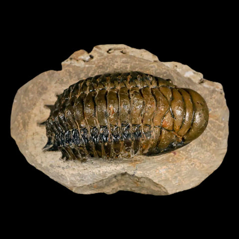 3.2" Crotalocephalus Gibbus Trilobite Fossil Morocco Devonian Age 400 Mil Yrs Old COA - Fossil Age Minerals