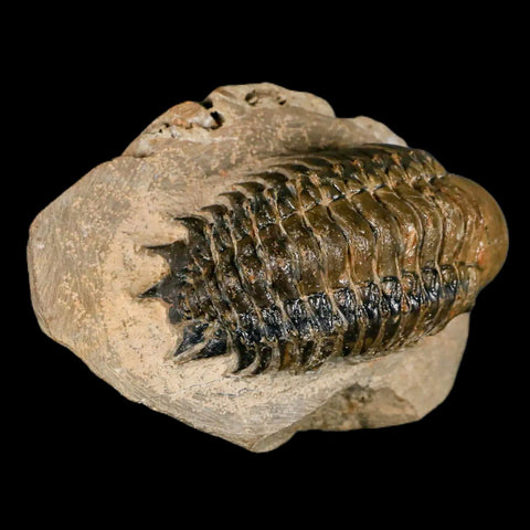 3.2" Crotalocephalus Gibbus Trilobite Fossil Morocco Devonian Age 400 Mil Yrs Old COA - Fossil Age Minerals