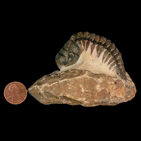 3" Crotalocephalus Gibbus Trilobite Fossil Morocco Devonian Age 400 Mil Yrs Old COA - Fossil Age Minerals