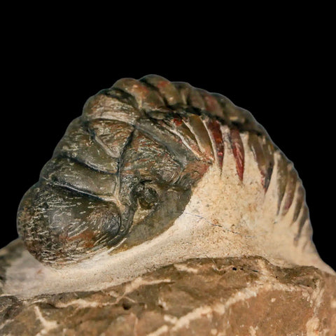 3" Crotalocephalus Gibbus Trilobite Fossil Morocco Devonian Age 400 Mil Yrs Old COA - Fossil Age Minerals