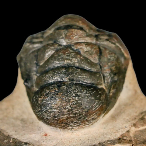 3" Crotalocephalus Gibbus Trilobite Fossil Morocco Devonian Age 400 Mil Yrs Old COA - Fossil Age Minerals