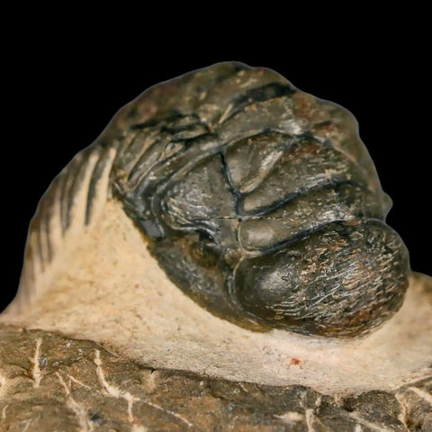 3" Crotalocephalus Gibbus Trilobite Fossil Morocco Devonian Age 400 Mil Yrs Old COA - Fossil Age Minerals