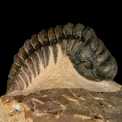 3" Crotalocephalus Gibbus Trilobite Fossil Morocco Devonian Age 400 Mil Yrs Old COA - Fossil Age Minerals