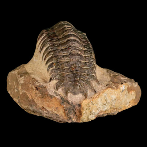 3" Crotalocephalus Gibbus Trilobite Fossil Morocco Devonian Age 400 Mil Yrs Old COA - Fossil Age Minerals