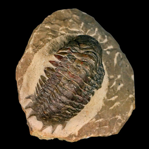 3" Crotalocephalus Gibbus Trilobite Fossil Morocco Devonian Age 400 Mil Yrs Old COA - Fossil Age Minerals