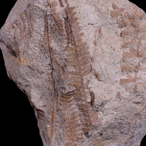 3.8" Pecopteris Aborescens Fossil Plant Leaves Penny Quarry Stanger FM Ottawa, KS - Fossil Age Minerals