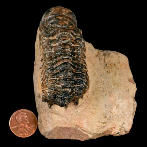 3.2" Crotalocephalus Gibbus Trilobite Fossil Morocco Devonian Age 400 Mil Yrs Old COA - Fossil Age Minerals