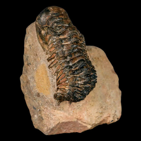 3.2" Crotalocephalus Gibbus Trilobite Fossil Morocco Devonian Age 400 Mil Yrs Old COA - Fossil Age Minerals