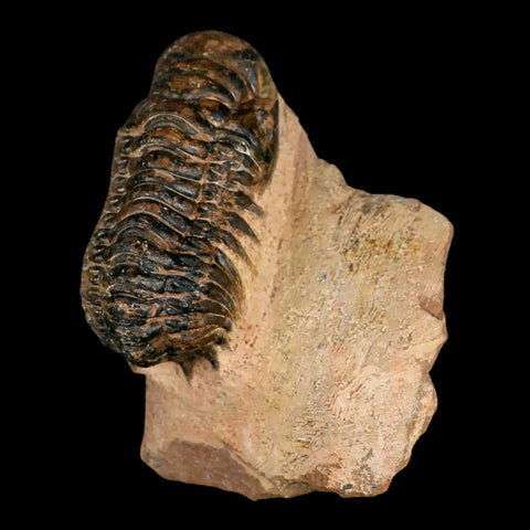 3.2" Crotalocephalus Gibbus Trilobite Fossil Morocco Devonian Age 400 Mil Yrs Old COA - Fossil Age Minerals