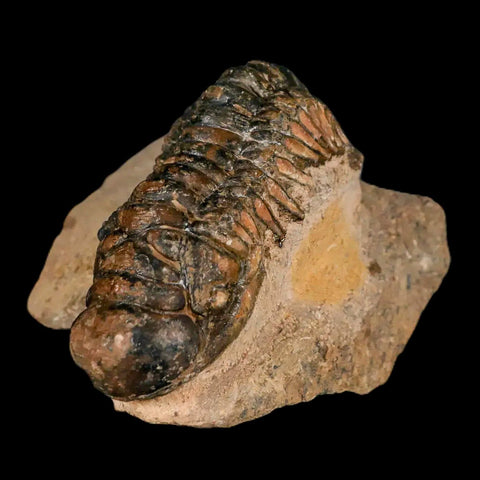 3.2" Crotalocephalus Gibbus Trilobite Fossil Morocco Devonian Age 400 Mil Yrs Old COA - Fossil Age Minerals