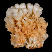 2.6" Botryoidal Aragonite Cave Calcite Crystal Cluster Mineral Specimen Morocco