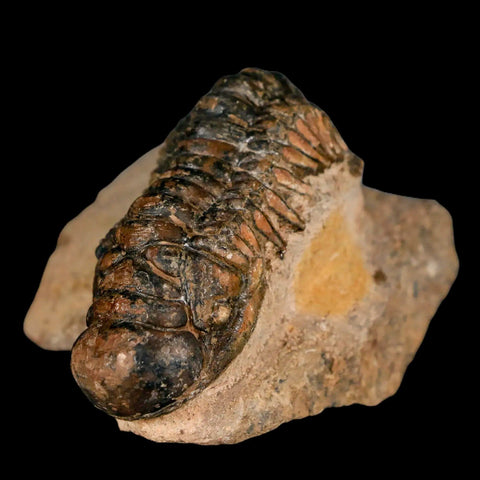 3.2" Crotalocephalus Gibbus Trilobite Fossil Morocco Devonian Age 400 Mil Yrs Old COA - Fossil Age Minerals