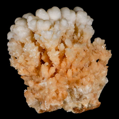 2.6" Botryoidal Aragonite Cave Calcite Crystal Cluster Mineral Specimen Morocco