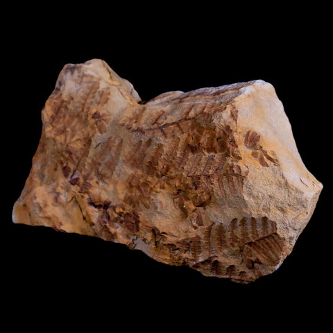 5.9" Pecopteris Unita Fossil Plant Leaves Penny Quarry Stanger FM Ottawa Kansas - Fossil Age Minerals