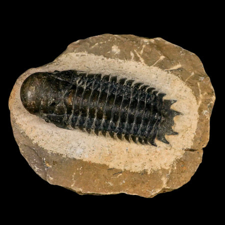 2.6" Crotalocephalus Gibbus Trilobite Fossil Morocco Devonian Age 400 Mil Yrs Old COA