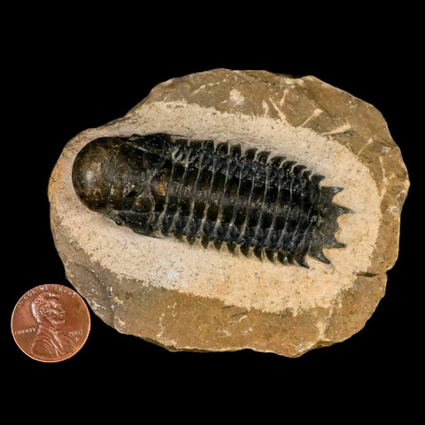 2.6" Crotalocephalus Gibbus Trilobite Fossil Morocco Devonian Age 400 Mil Yrs Old COA - Fossil Age Minerals