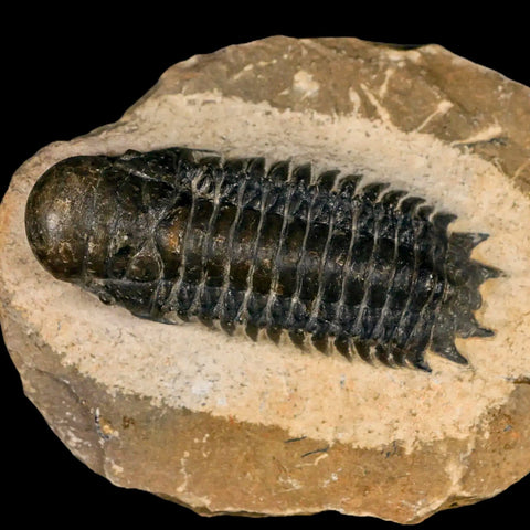 2.6" Crotalocephalus Gibbus Trilobite Fossil Morocco Devonian Age 400 Mil Yrs Old COA - Fossil Age Minerals