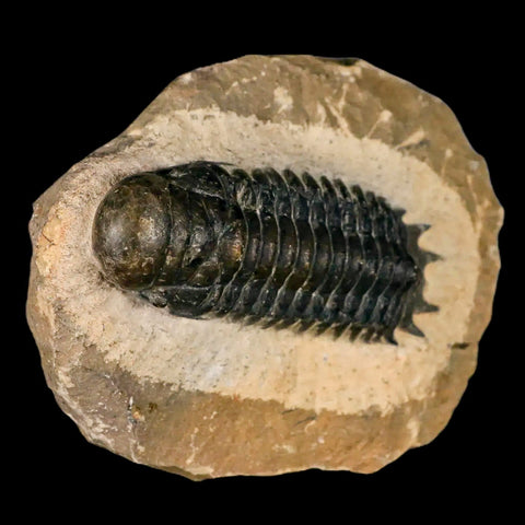 2.6" Crotalocephalus Gibbus Trilobite Fossil Morocco Devonian Age 400 Mil Yrs Old COA - Fossil Age Minerals