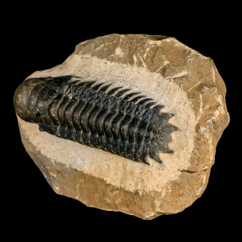 2.6" Crotalocephalus Gibbus Trilobite Fossil Morocco Devonian Age 400 Mil Yrs Old COA - Fossil Age Minerals