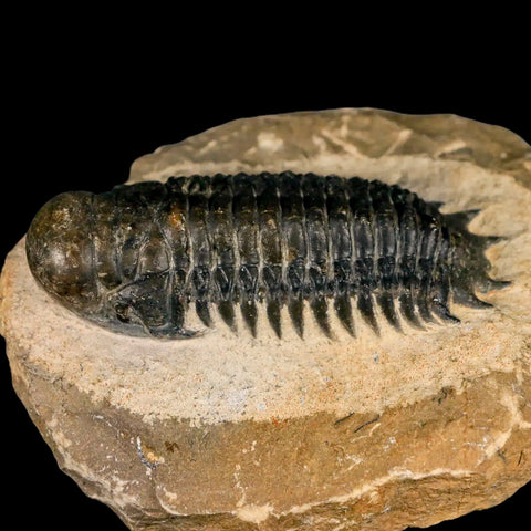 2.6" Crotalocephalus Gibbus Trilobite Fossil Morocco Devonian Age 400 Mil Yrs Old COA - Fossil Age Minerals