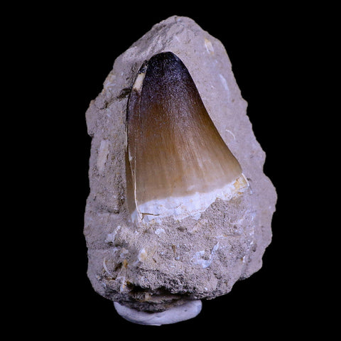 XL 2" Mosasaur Curri Fossil Tooth In Matrix Cretaceous Dinosaur Era COA - Fossil Age Minerals